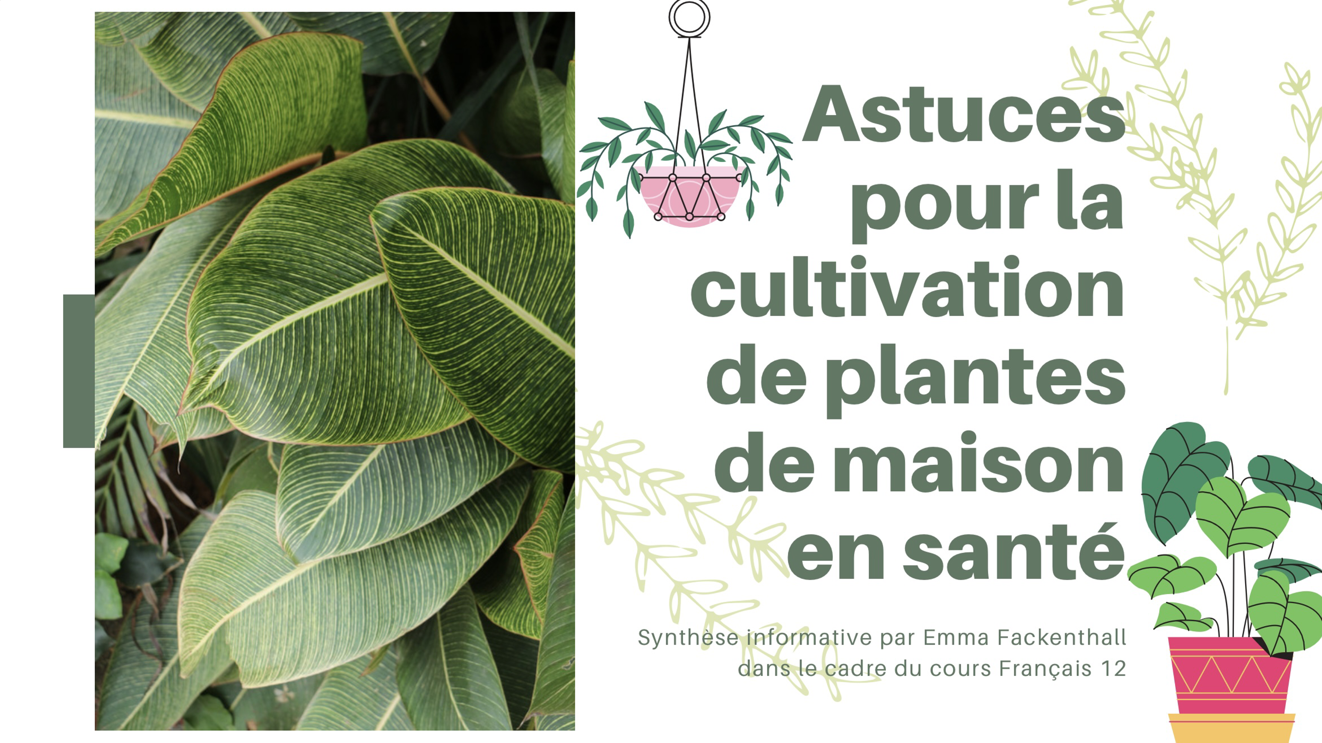 Astuces pour la cultivation des plantes de maison en santé